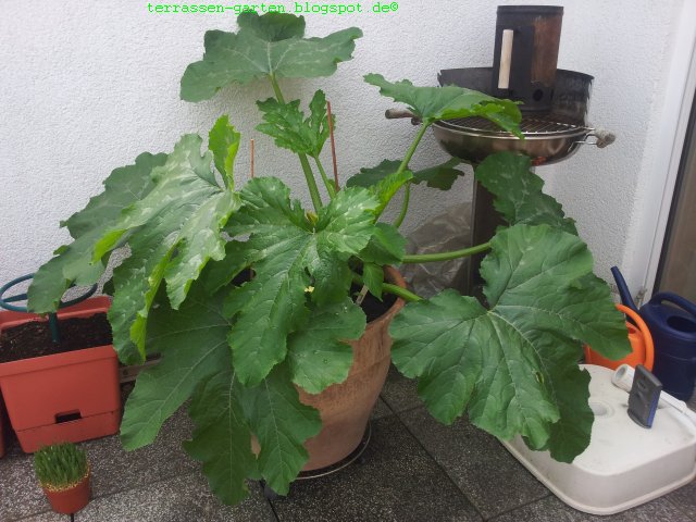 Projekt: Terrassen-Garten