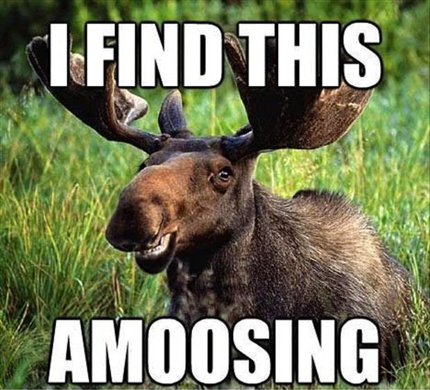 Ex moose me!