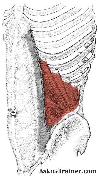 MBI Muscle Group 1 Flashcards by ProProfs
