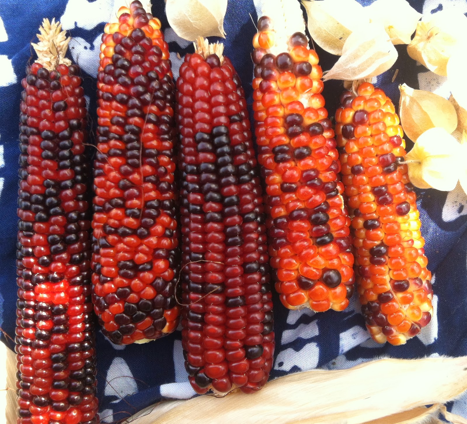 Tagan's Kitchen Purple Popcorn=Pure Joy