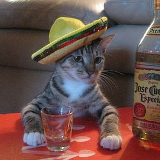 cute-animals-in-sombreros-005.jpg