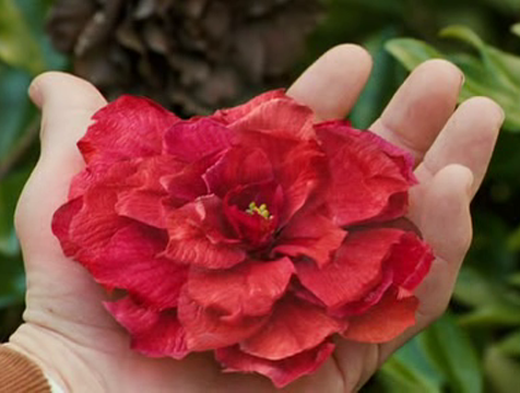 La flor que revive por deseo de Susie en The Lovely Bones - Cine de Escritor La flor que revive por deseo de Susie en The Lovely Bones - Cine de Escritor