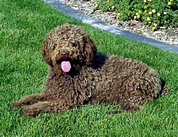 spanish water dog near me