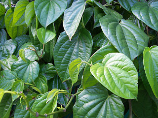 Daun Sirih Obat Herbal Sakit Mata