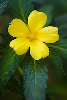 Damiana (turnera diffusa)