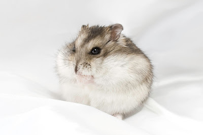 Dwarf Hamster Dwarf Hamster