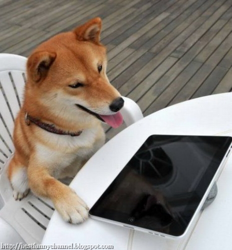 Dog and iPad.