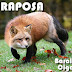 A Raposa no Baralho Cigano