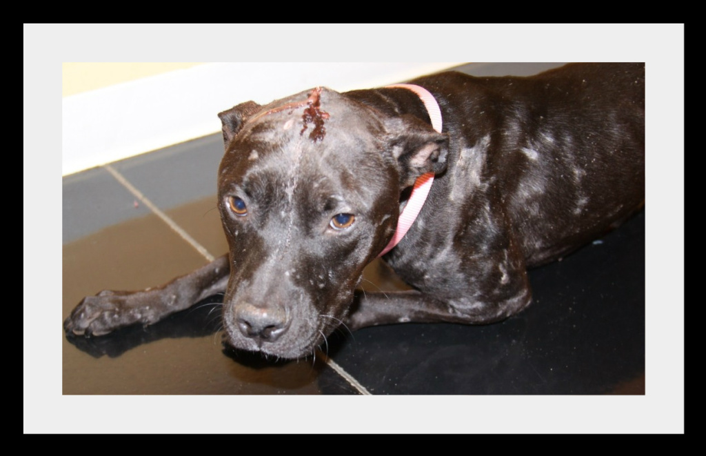 bait dogs lucky rescue chance the bait bait dogs lucky rescue chance the bait