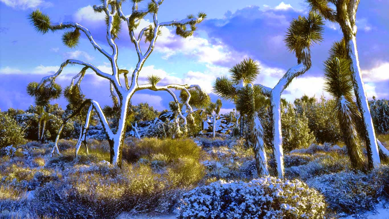 national loon tree 28 images national loon tree 28 national loon tree 28 images national loon tree 28