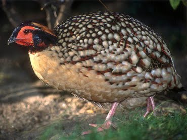 Tragopan cabots