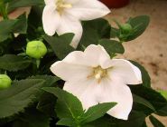 Platycodon grandiflorus