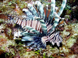 lion fish animal lionfish wallpaper lion fish animal lionfish wallpaper