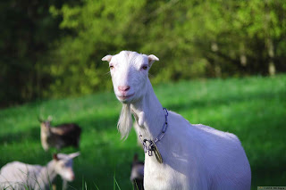 goats-animal-wallpaper-3d-for-free