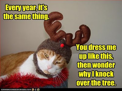Christmas Cat : r/memes