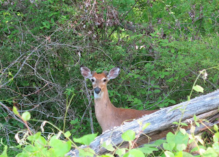 Ashburn Whitetail, Monday, May 18, 2015, 9:08:51 AM