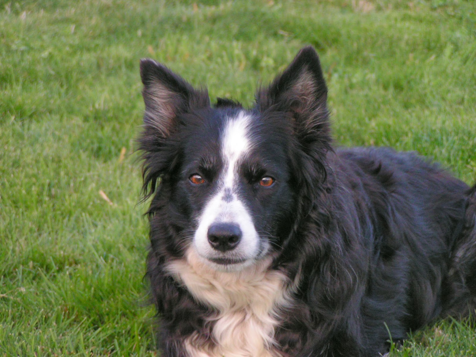 Mojo's Story Lien Animal Clinic