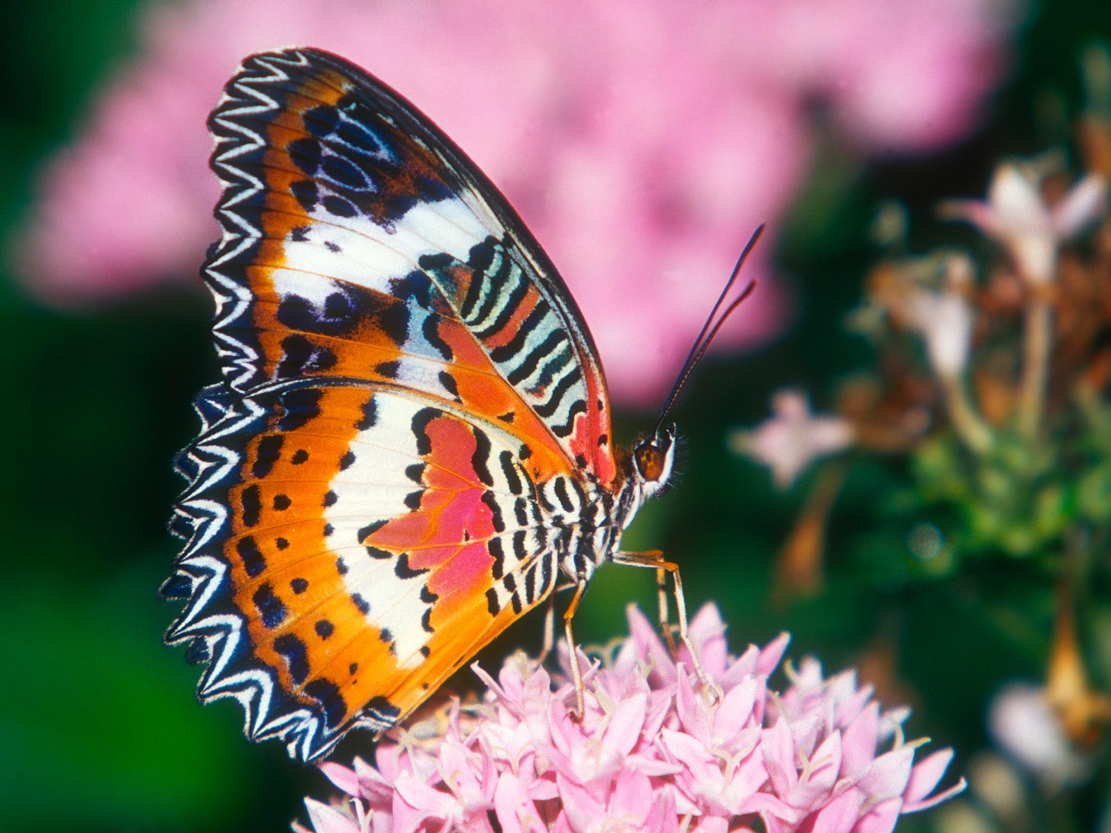 The best top desktop butterflies wallpaper hd butterfly wallpaper 17