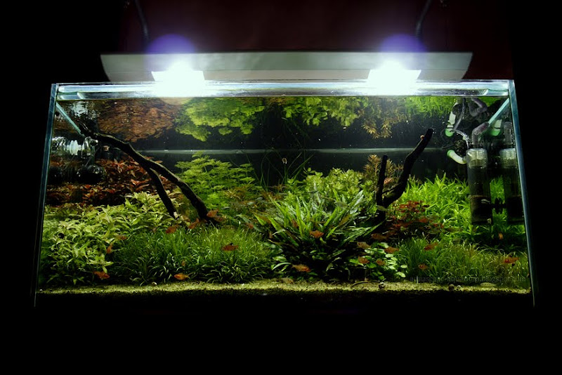 Dutch Planted Aquarium Aquascape Ideas