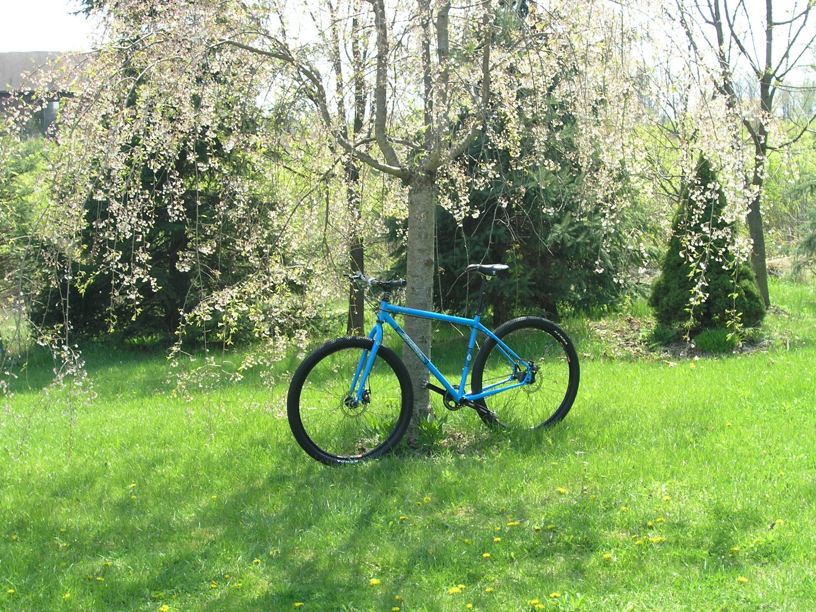 salsa single speed 29er