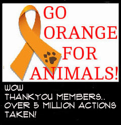 Let's turn Facebook Orange for Animal Cruelty Awareness