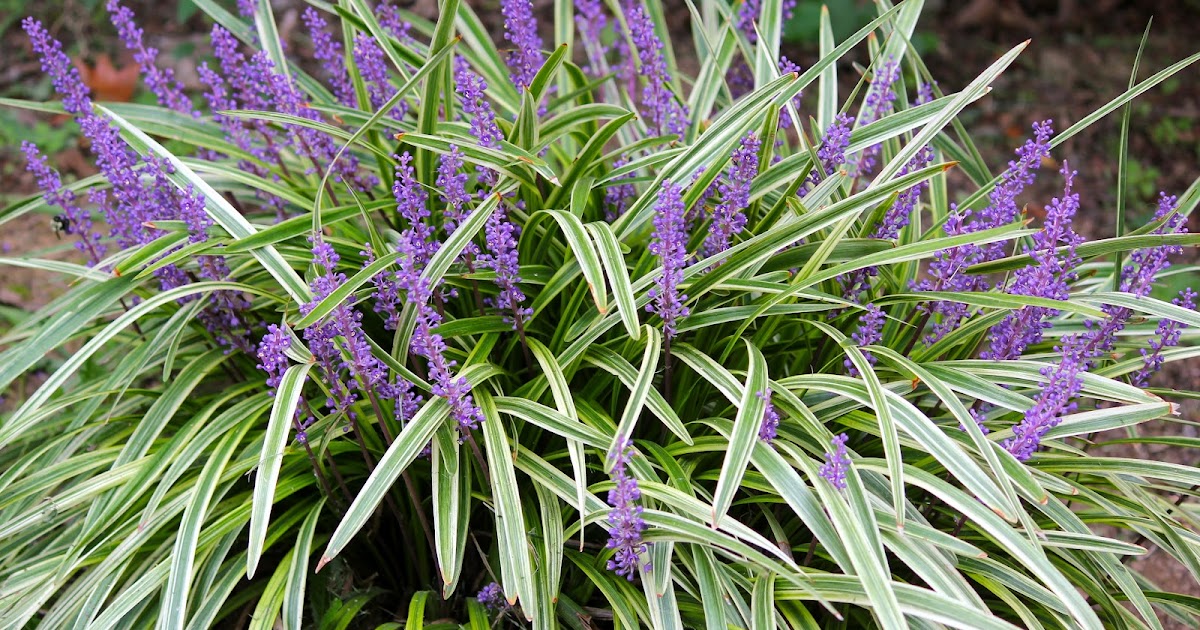 Egg and Death Journal BOTANICAL NAME Liriope muscari