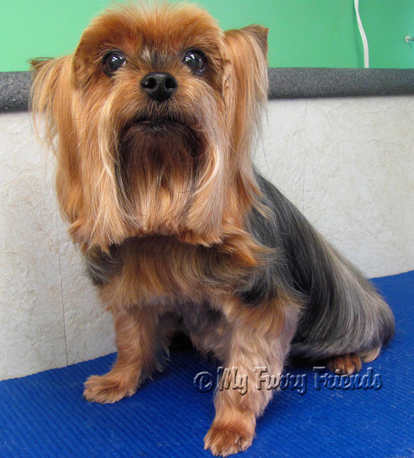 are yorkies yappy pet grooming the the bad the yorkie day are yorkies yappy pet grooming the the bad the yorkie day