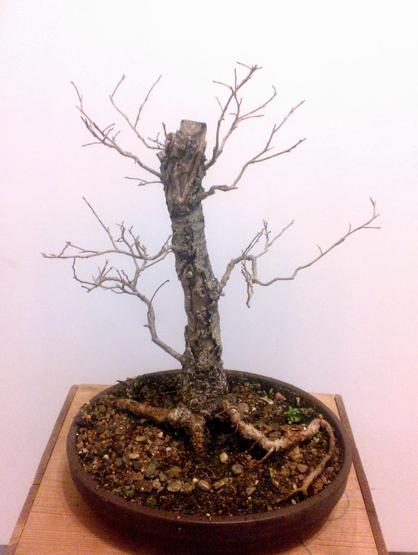 Laser Beam Bonsai American Elm Bonsai