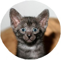 Lexa Cain: Egypt Wildlife