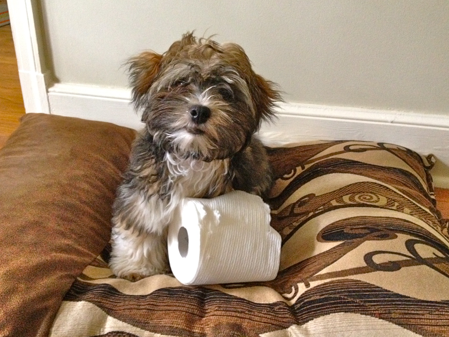 To Dog With Love Does Your Dog Shred Paper?