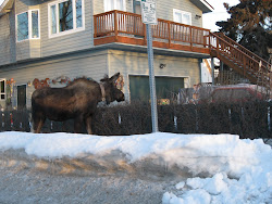 Moose chomping on the neighbor's trees