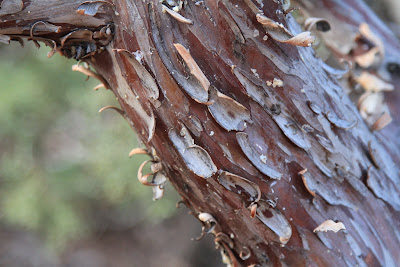 Unidentified Juniperus sp. Bark
