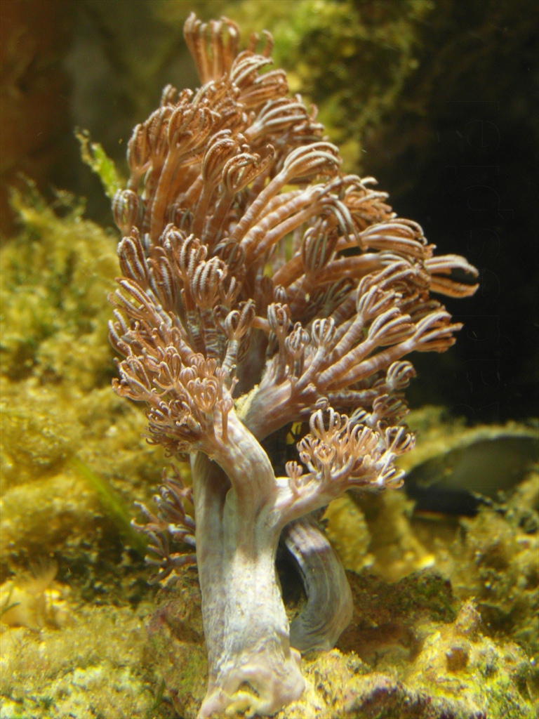 MeerwasserWahrheit Pupende Xenia Koralle