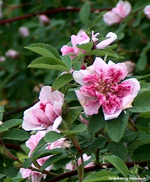 Cranberry Morning Flowers that Bloom in June