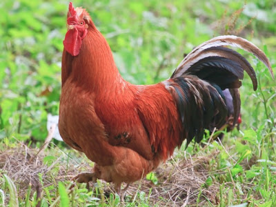 Inilah Bukti Ayam Dapat Melihat Malaikat, Keledai Bisa Melihat Setan