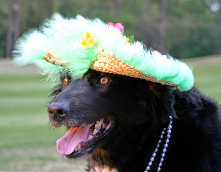 Image result for dogs wearing easter hats