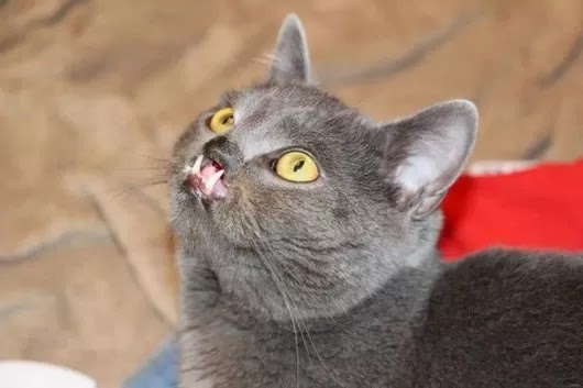 gato dracula, vampiro, labio liporino, fenda palatina, cindy chambers, lazarus, lazaro, animais, fofura, doença gato dracula, vampiro, labio liporino, fenda palatina, cindy chambers, lazarus, lazaro, animais, fofura, doença, eu adoro morar na internet