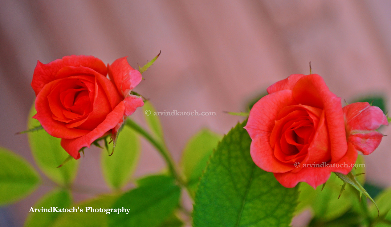 Arvind Katoch Photography HD Pic of Two Red Rose Buds growing