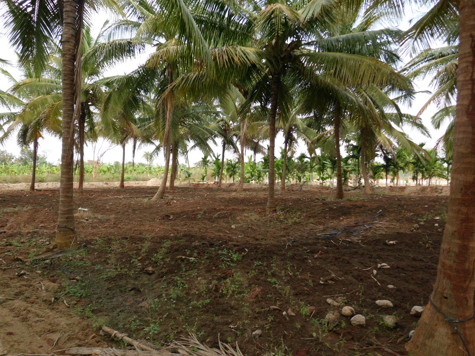 GREEN FARMS TUMKUR KARNATAKA 3 acres coconut and beetle nut farm land