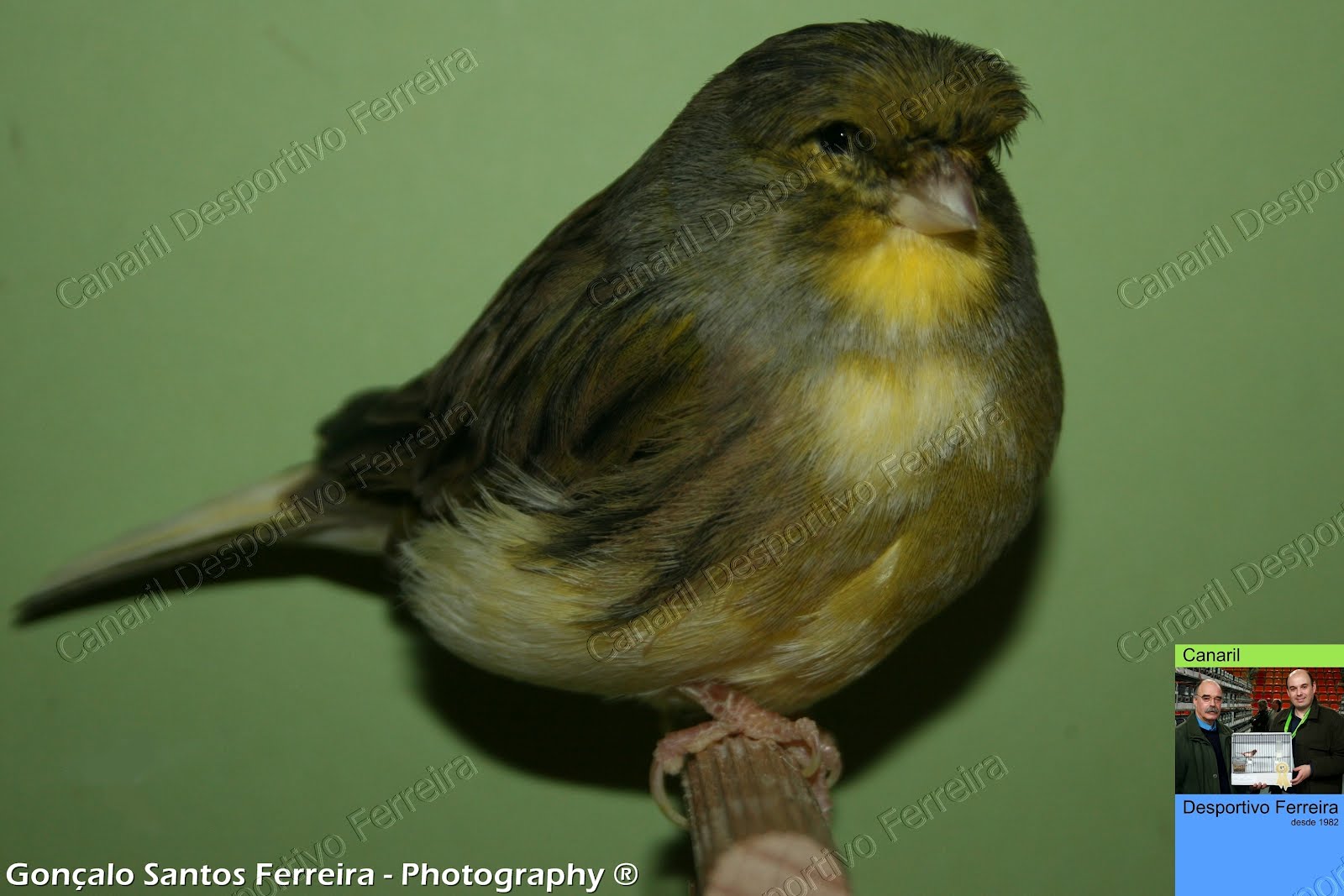 Gloster Fancy Canário Gloster Fancy Consort Buff / Variegado, Macho