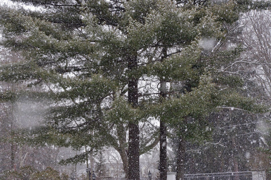 Snow On First Day Of Spring Makes Me >> Modern Day Ozzie And Harriet First Day Of Spring And A Visitor Snow On First Day Of Spring Makes Me >> Modern Day Ozzie And Harriet First Day Of Spring And A Visitor