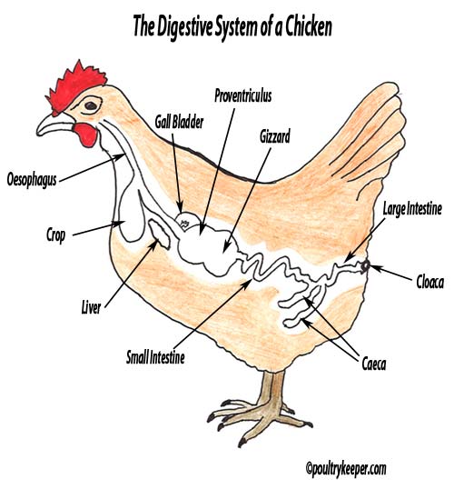 Sour and Impacted Crop in Backyard Chickens Symptoms, Causes and