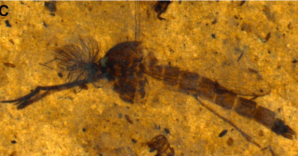 Sciency Thoughts Two new species of Mosquito from the Eocene of Montana.