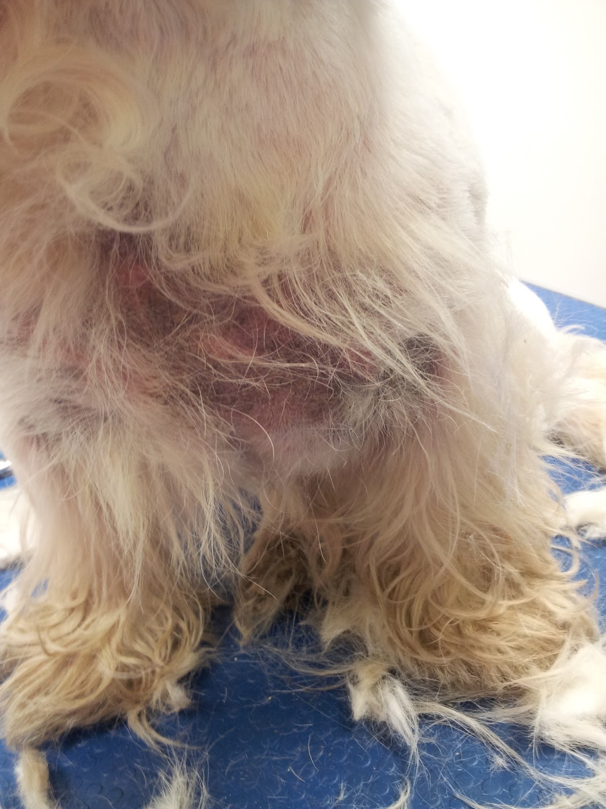 Glamourwoofs Skin sundays Swollen ears, Greasy Coat and a strange smell?? YEAST!!