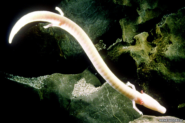 Brazilian Dragon Eel