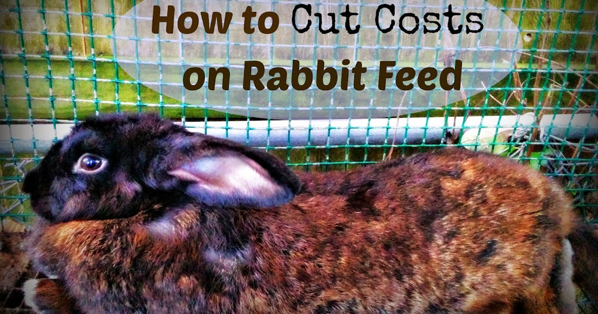 How to Cut Costs on Rabbit Feed