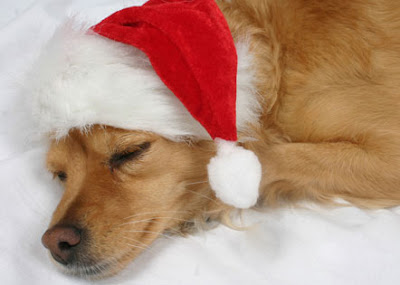 Funny Christmas Animal Funny Christmas Animal