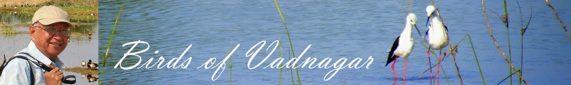 VADNAGAR - a bird paradise