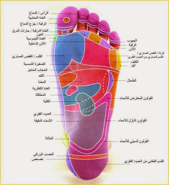 لماذا المشى حل سحرى لكثير من الامراض؟ الرفلكسولوجي لماذا المشى حل سحرى لكثير من الامراض؟ الرفلكسولوجي