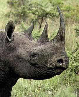 Viagra vs rhino 7